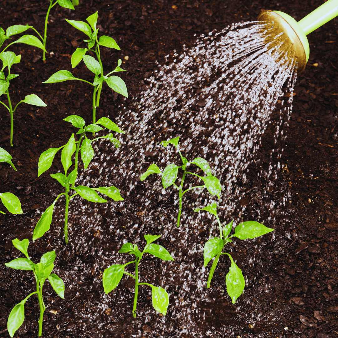 Watering A Feijoa Tree