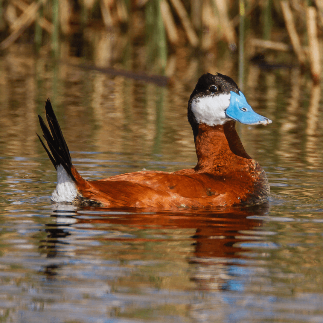 Ruddy Duck (Oxyura jamaicensis)