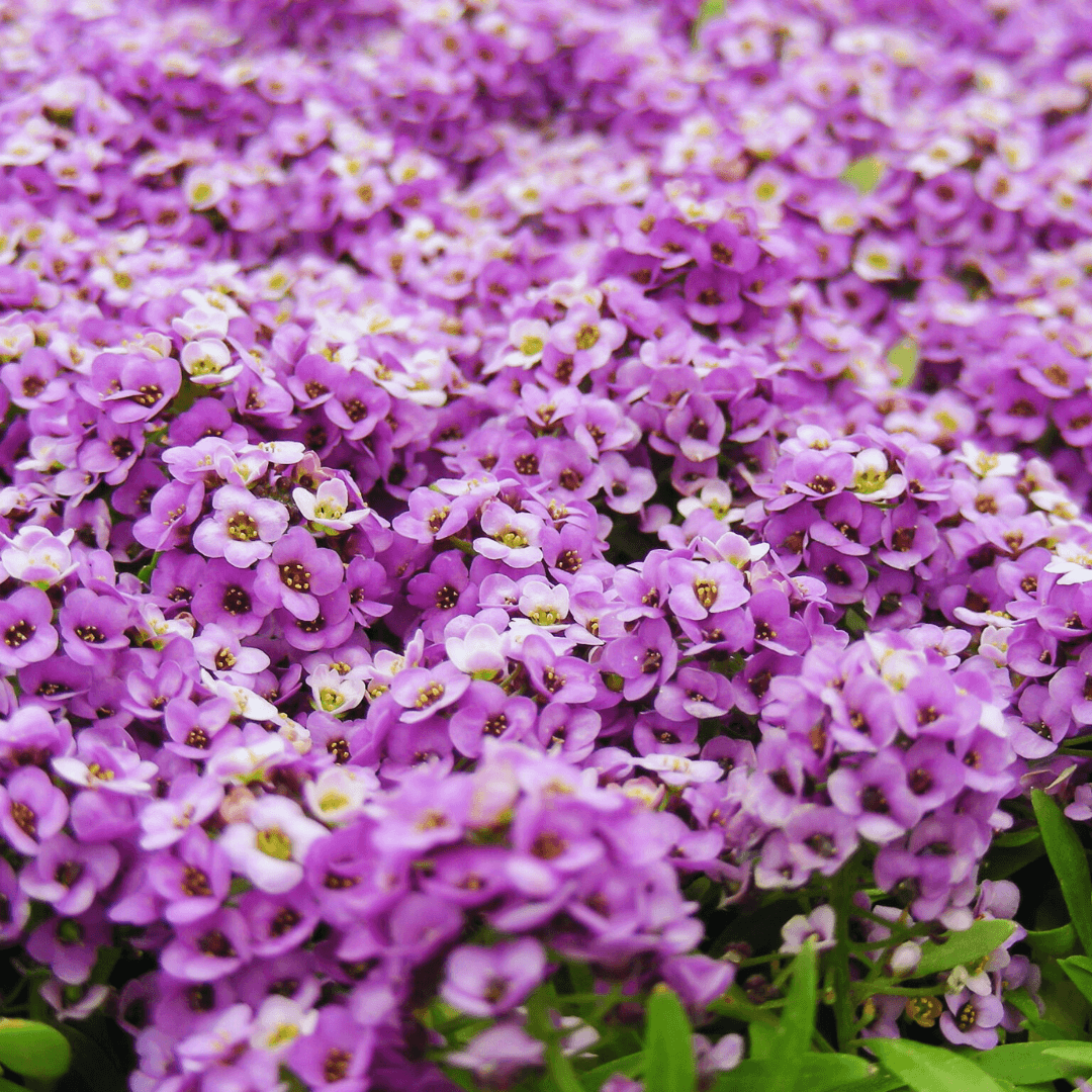 Sweet Alyssum