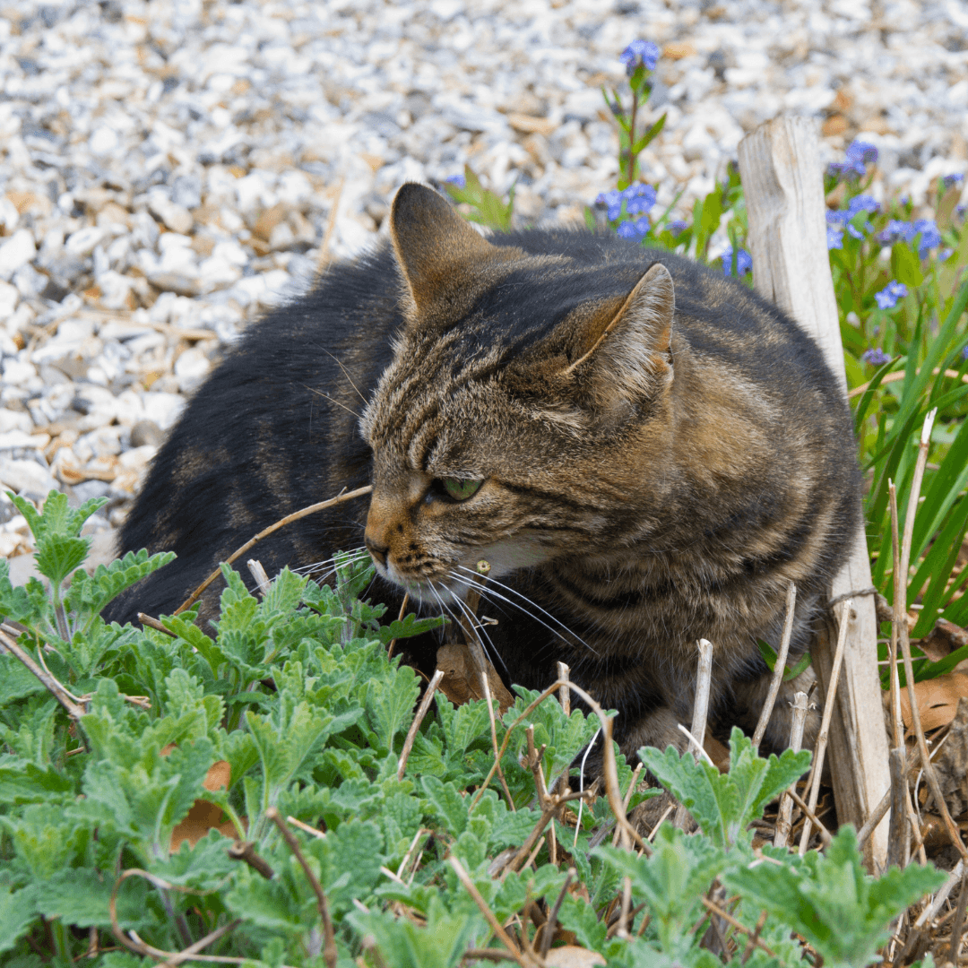 Catmint (Nepeta)