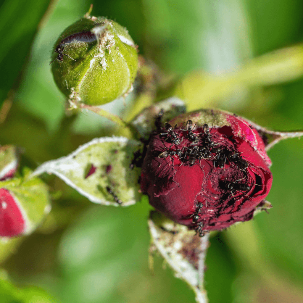 Best Guide For Companion Planting With Roses In 2026 | Close To Nature