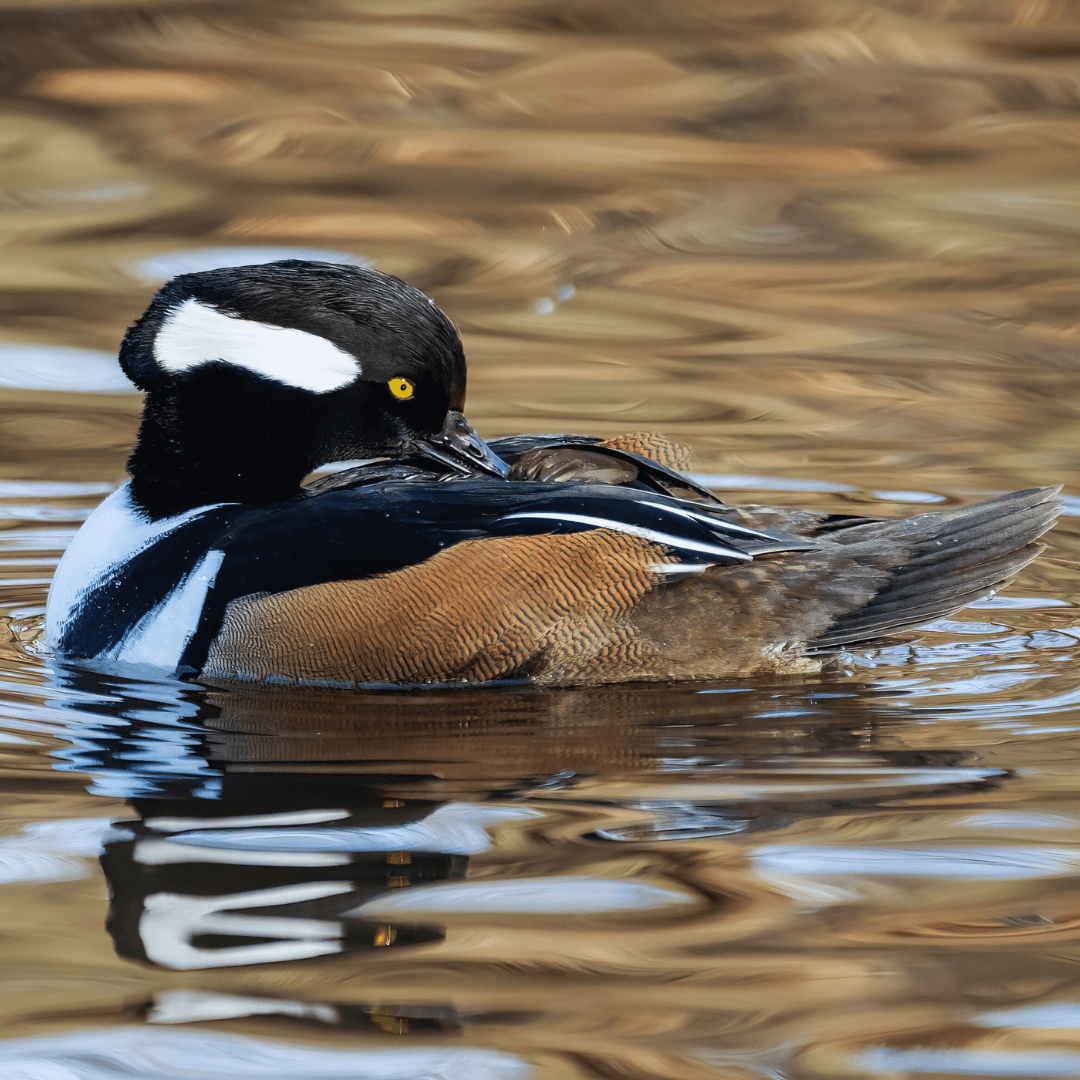 Hooded Merganser (Lophodytes cucullatus)