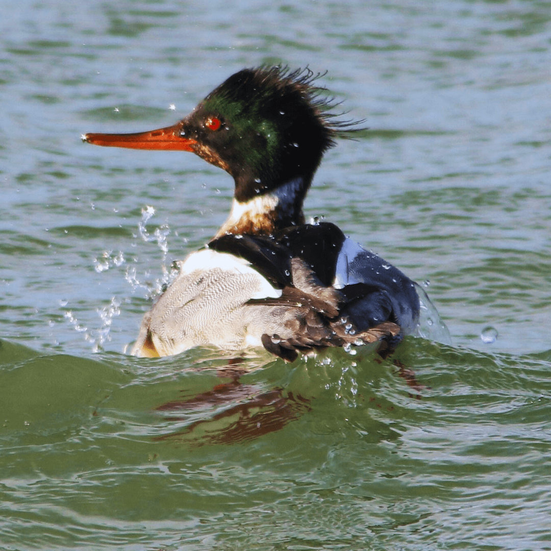 Red-breasted Merganser (Mergus serrator)