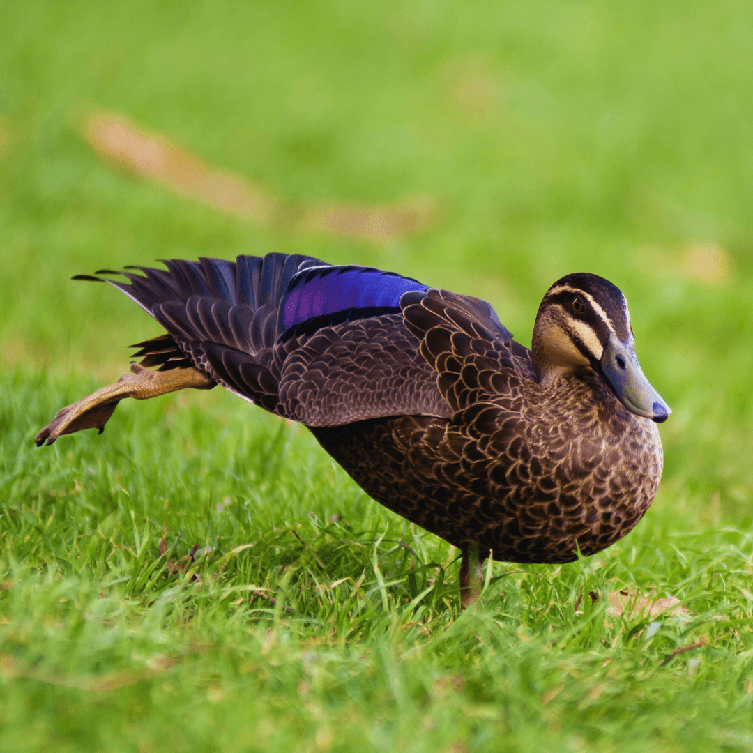 Black Duck (Anas rubripes)