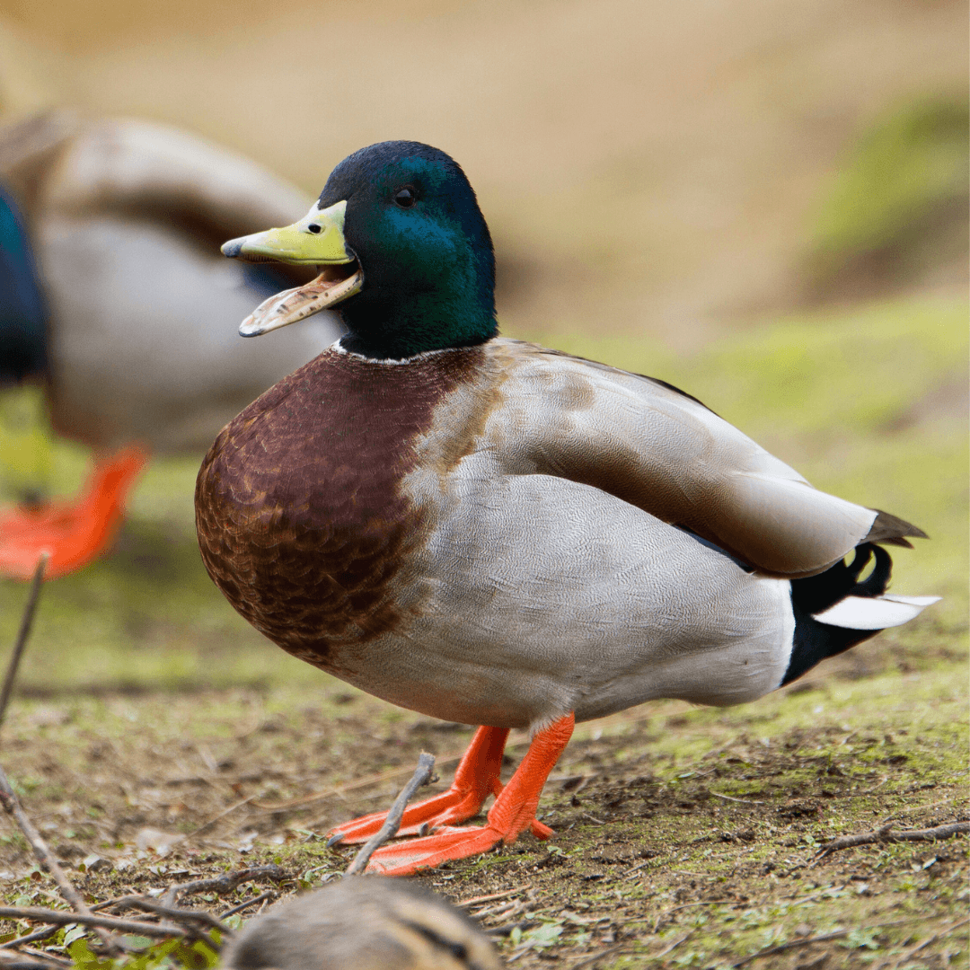 Mallard (Anas platyrhynchos)