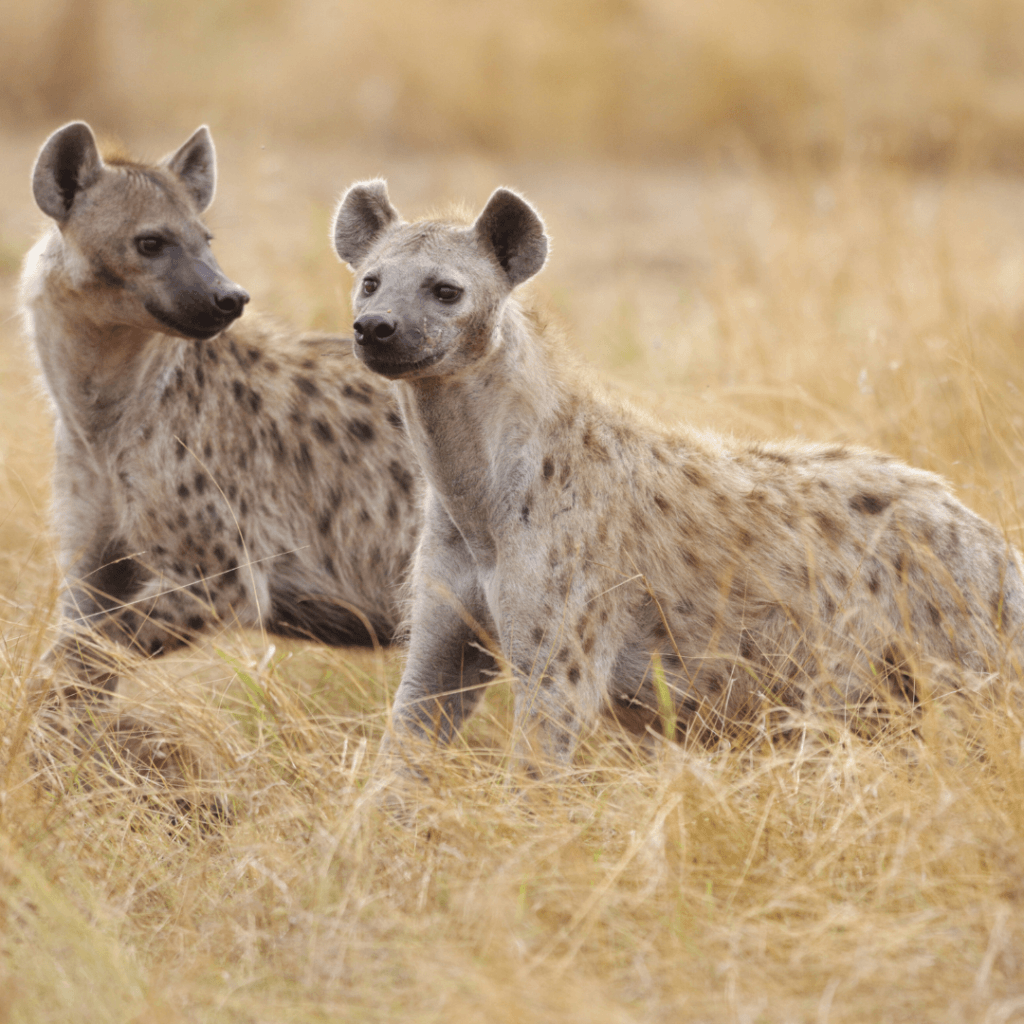 A Closer Look At The Fascinating Species Of Hyenas In 2024