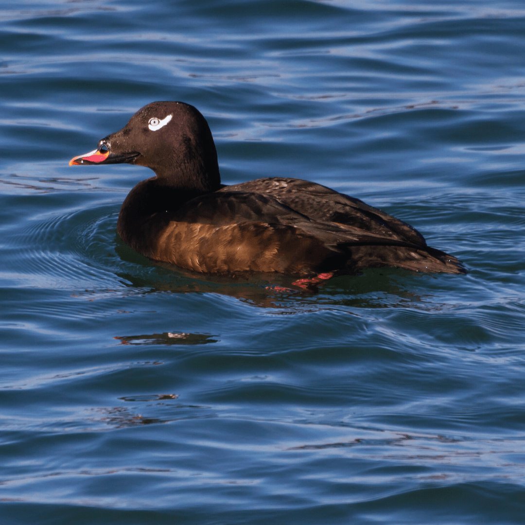 White-winged Scoter (Melanitta deglandi)