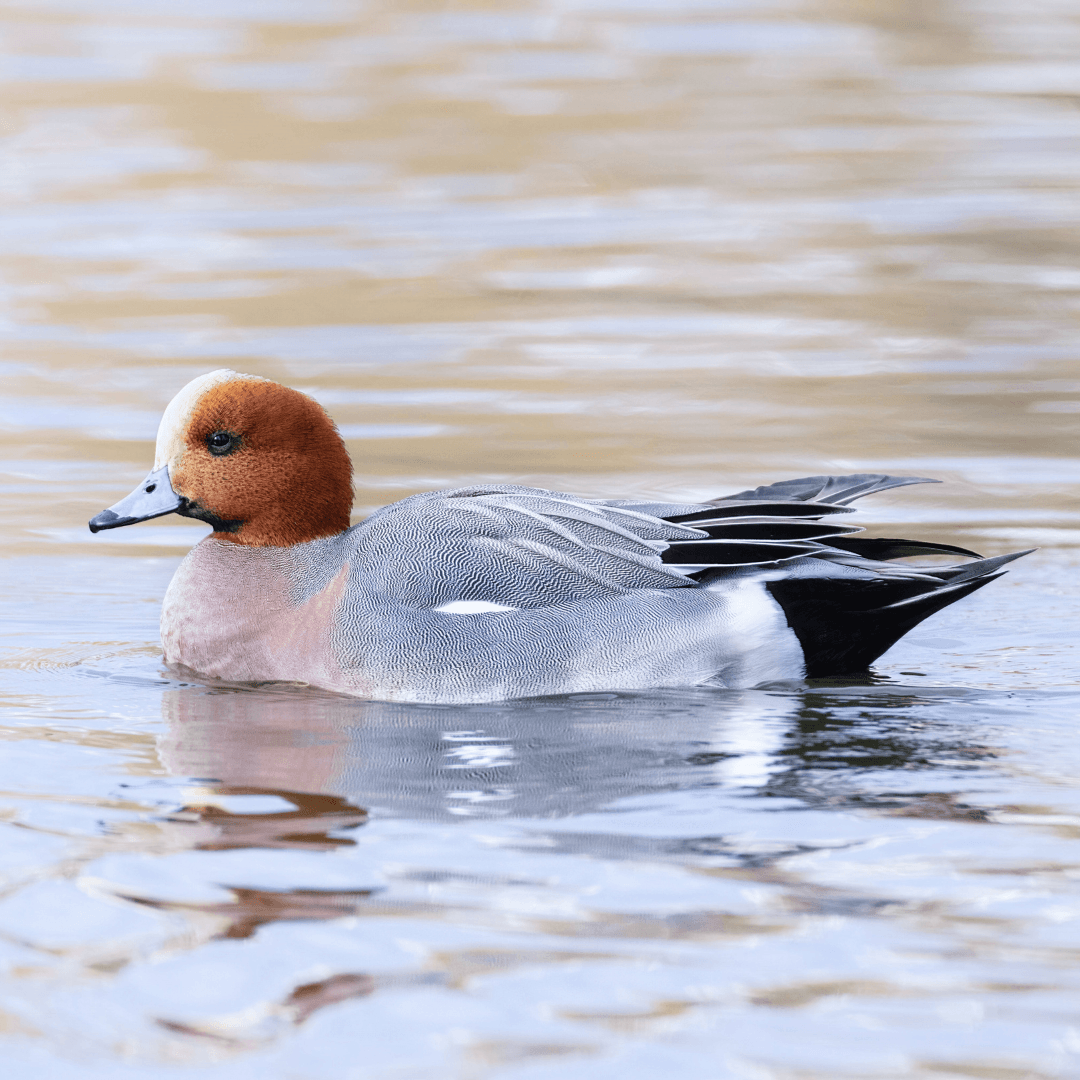 Eurasian Wigeon (Mareca penelope)