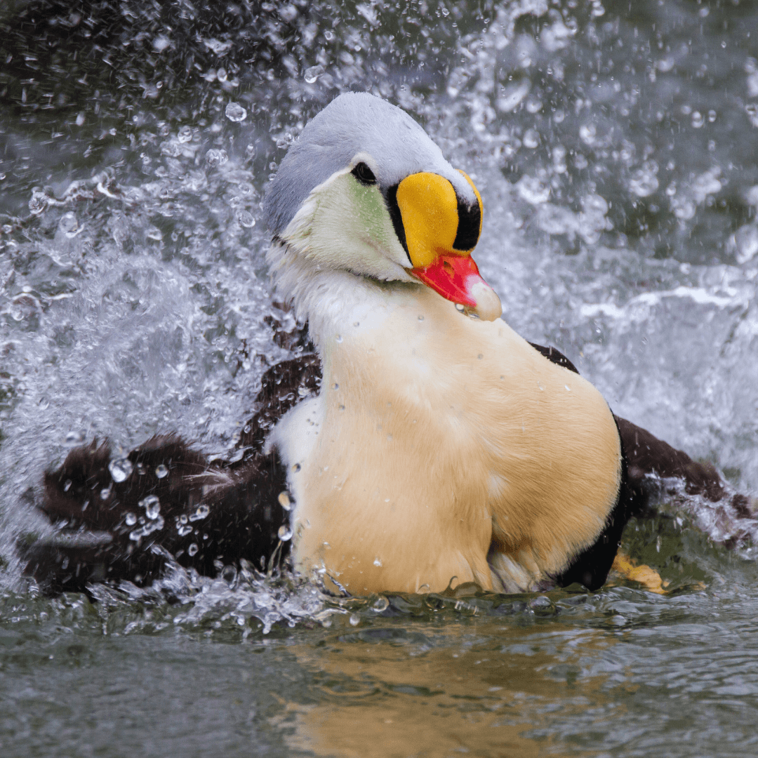 King Eider (Somateria spectabilis)