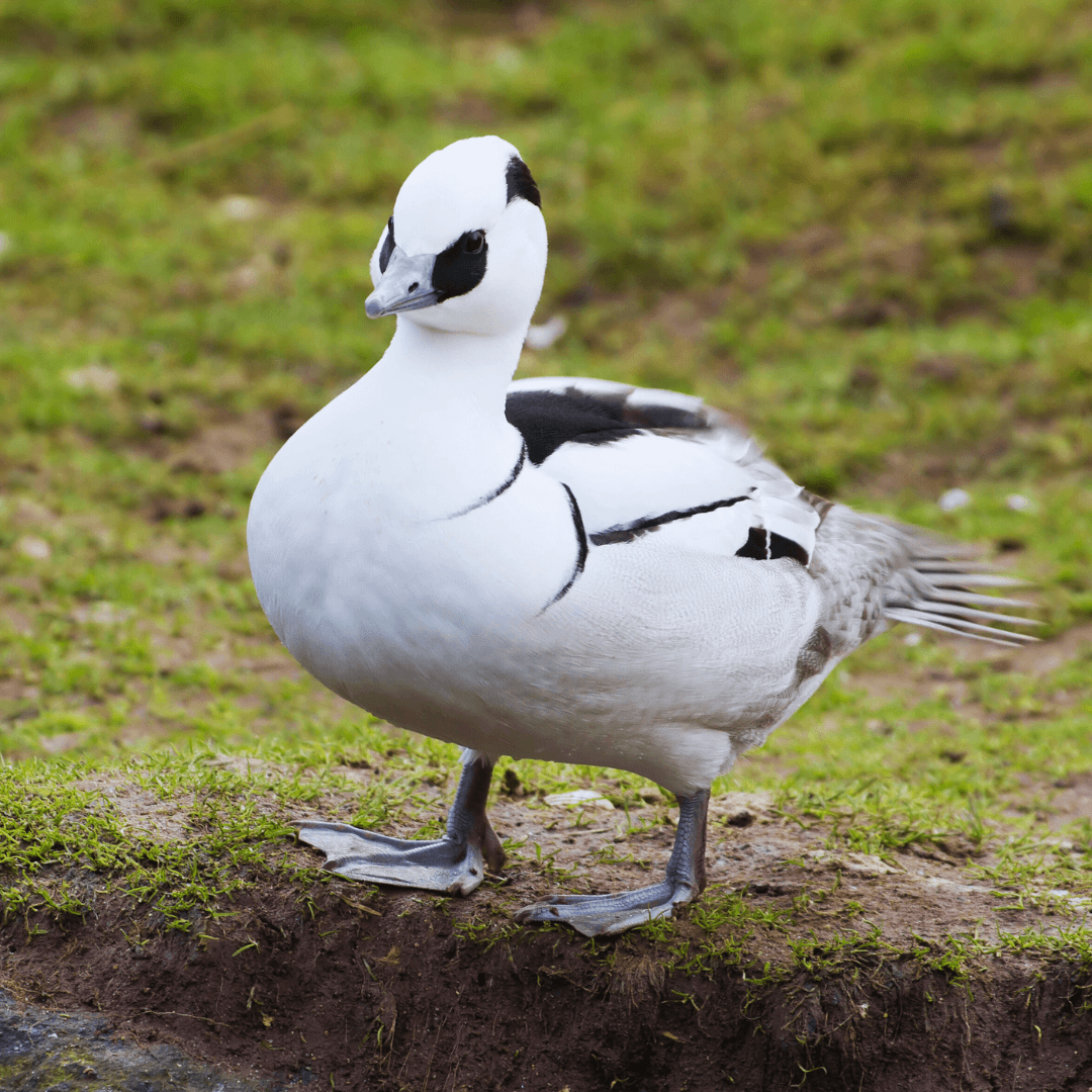 Smew (Mergellus albellus)