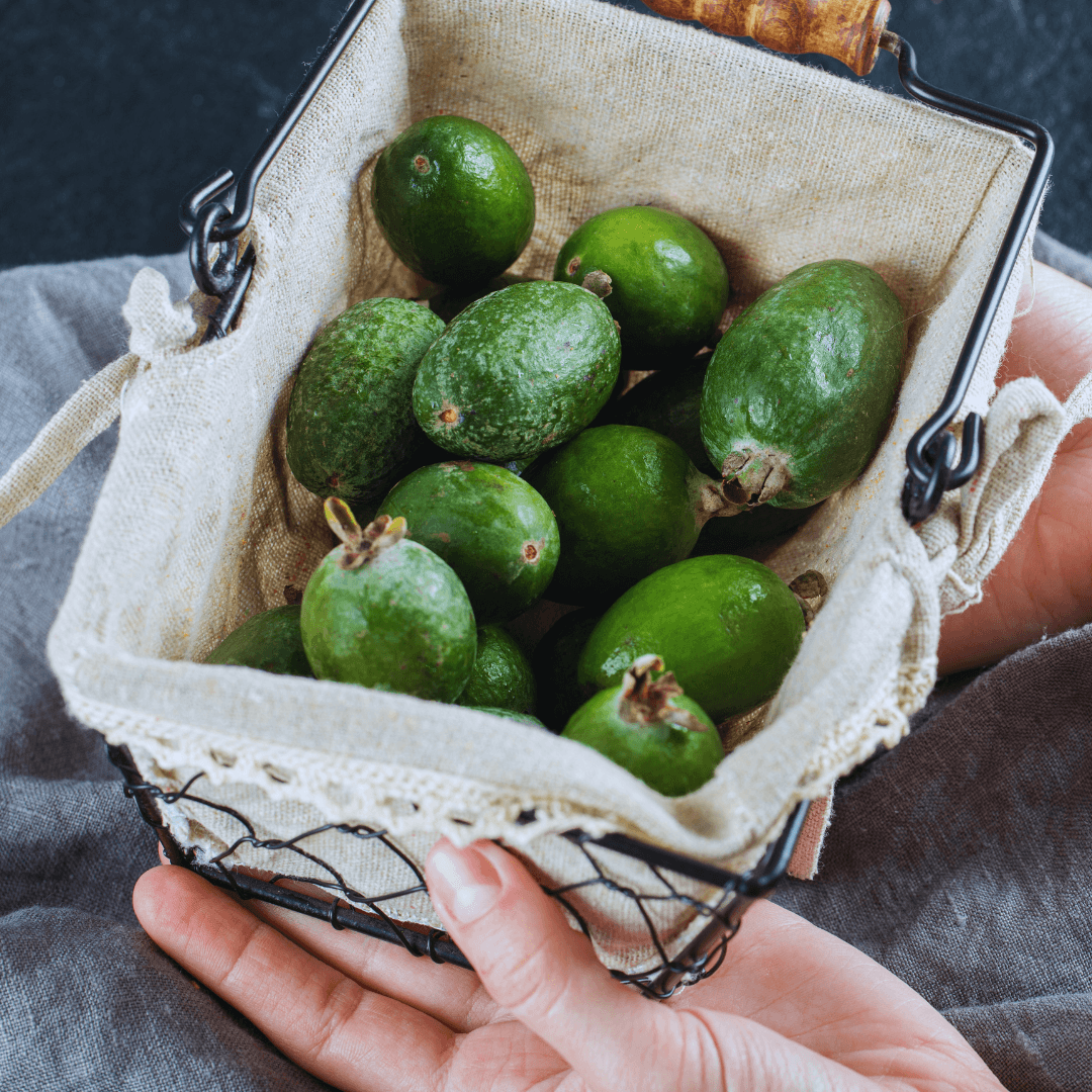 Mammoth Feijoa