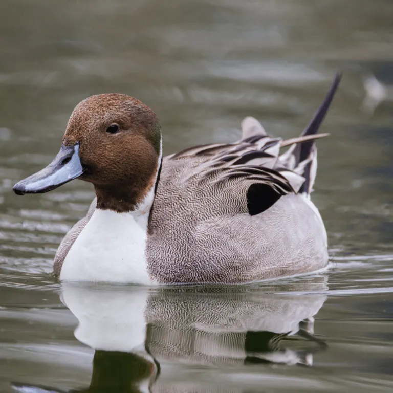 A Comprehensive List Of Duck Types In 2026 | Close To Nature