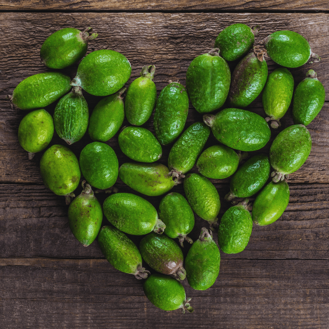 Coolidge Feijoa