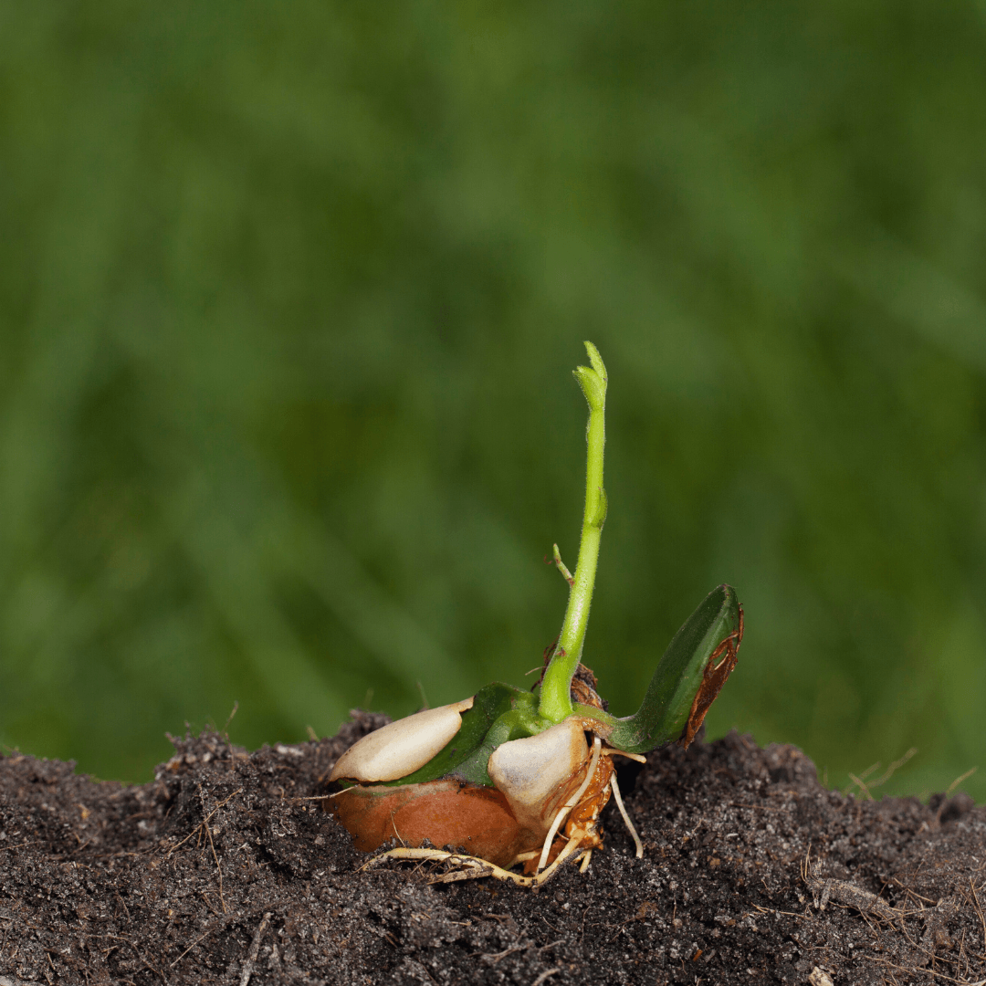 Plant The Jackfruit Seeds Correctly