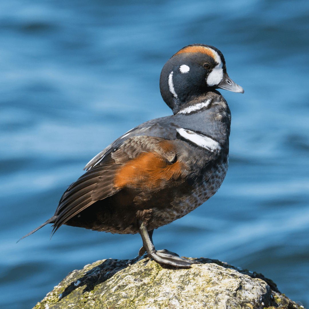 Unique Mating Displays