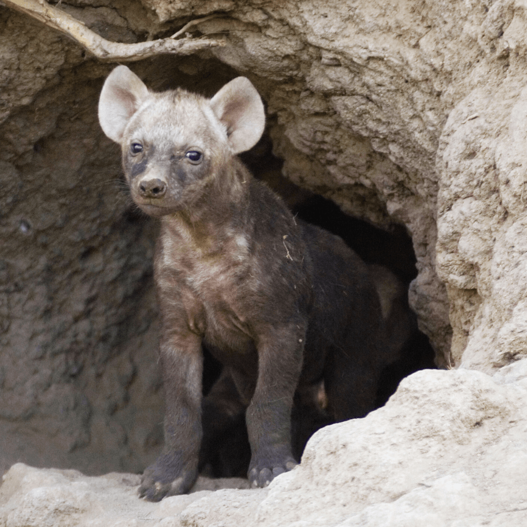 Cave Hyena (Crocuta crocuta spelaea)