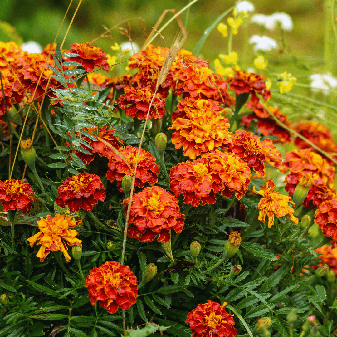 Marigolds