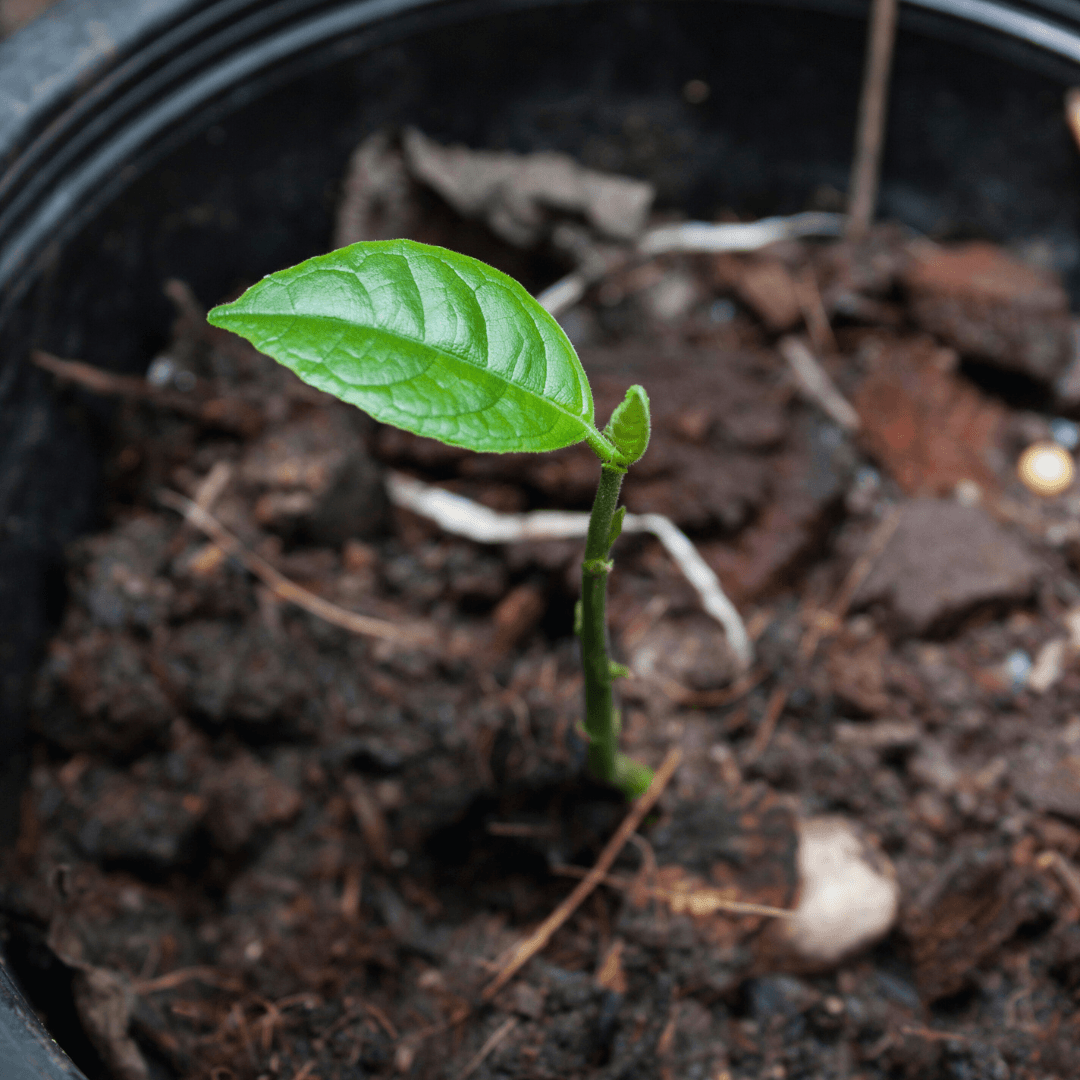 Monitor And Transplant The Jackfruit Seedlings