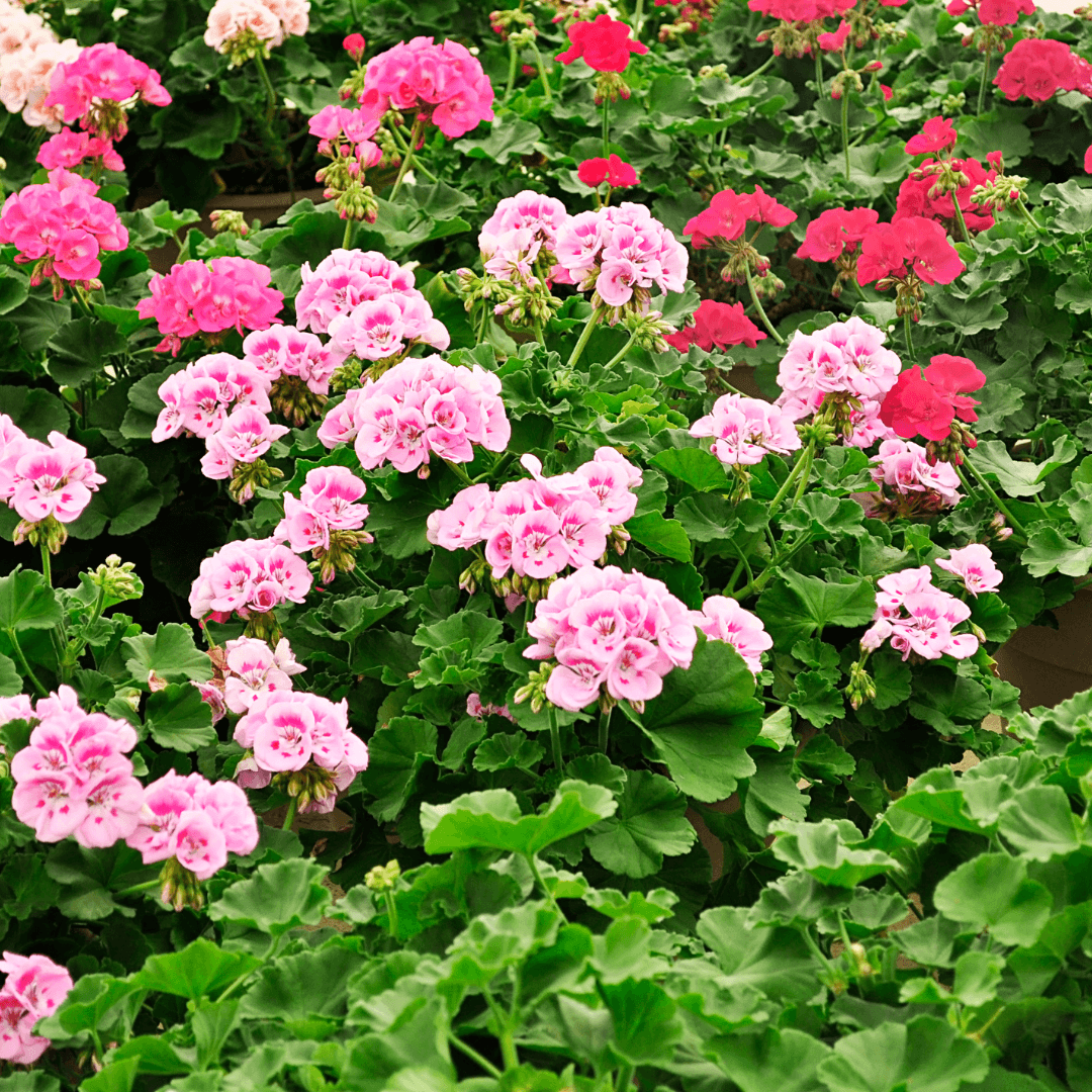 Geraniums