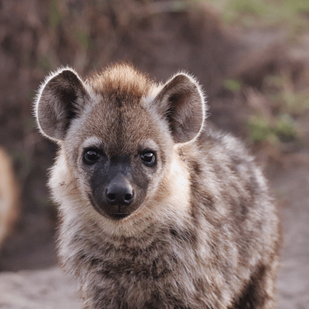 Short-Faced Hyena (Chasmaporthetes spp.)