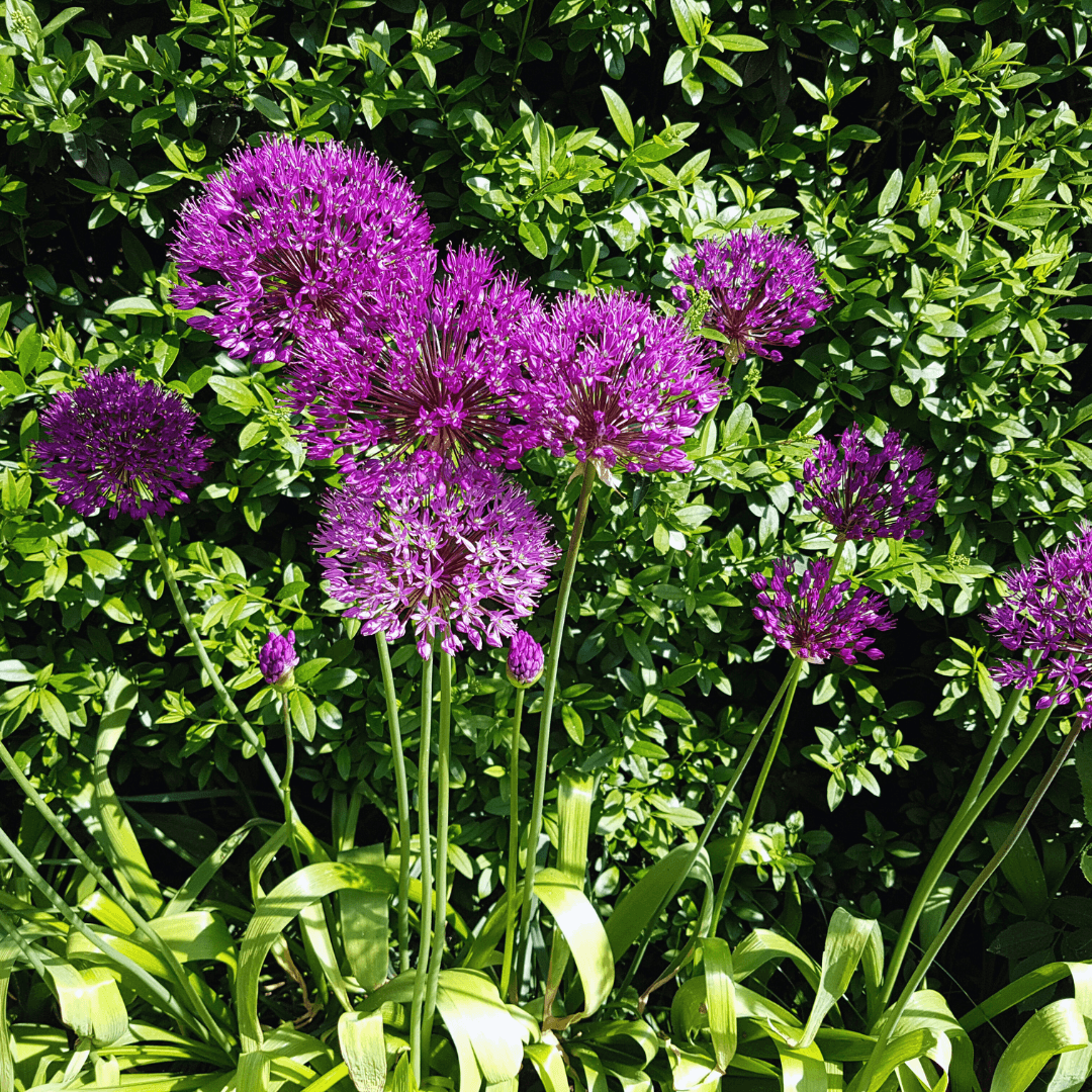 Alliums