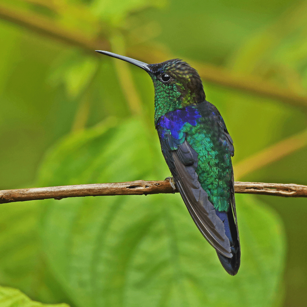 Violet-crowned Woodnymph (Thalurania colombica)