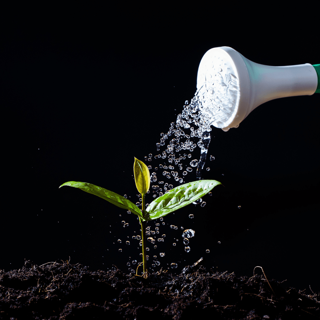 Watering And Care Of Jackfruit Seeds