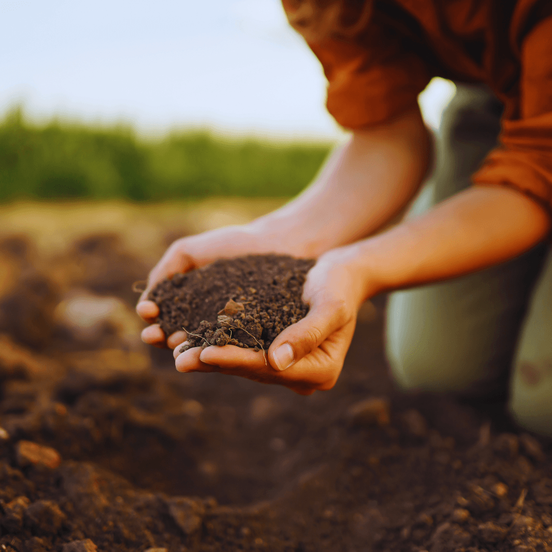 Soil Preparation For Feijoa Trees