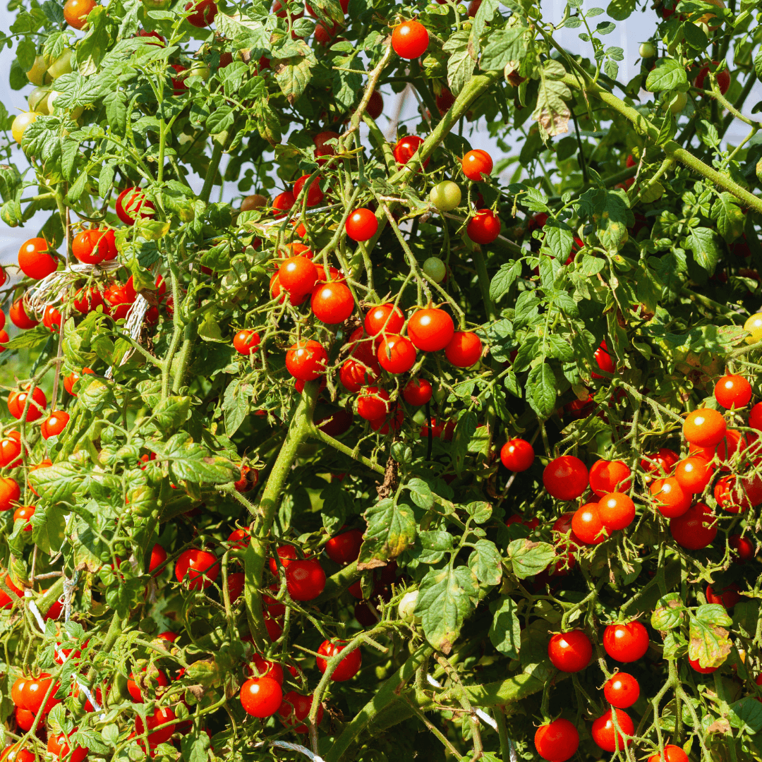 Tomatoes