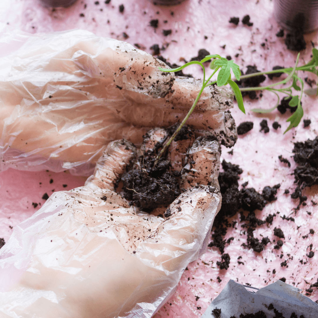 Transplanting Process Of The Jackfruit Seedlings