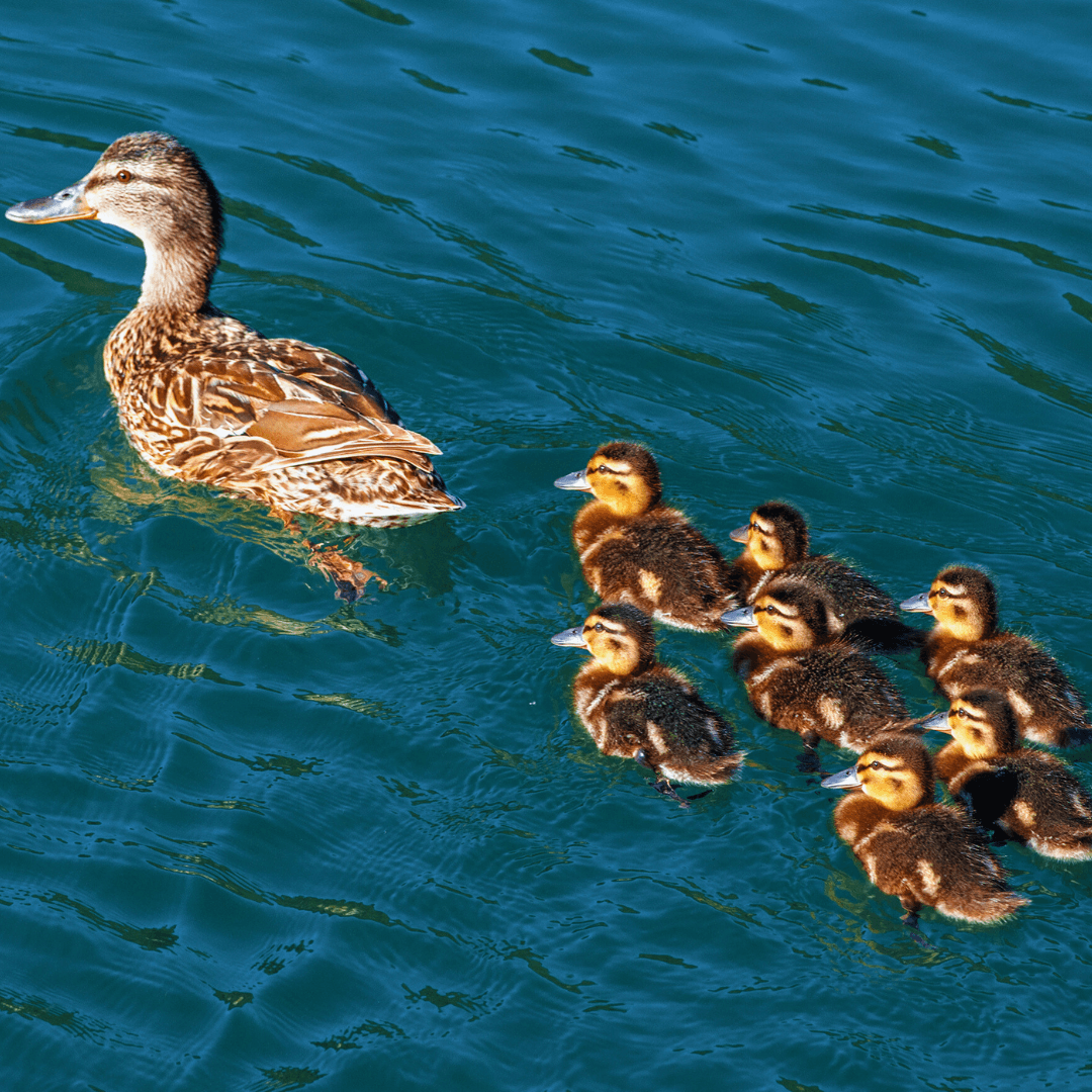 Urban Ducks