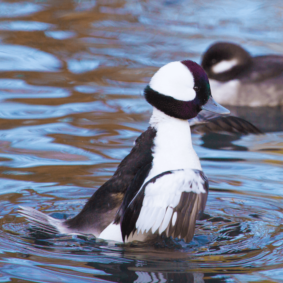 Bufflehead (Bucephala albeola)