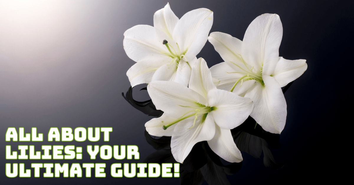 All About Lilies: Your Ultimate Guide!