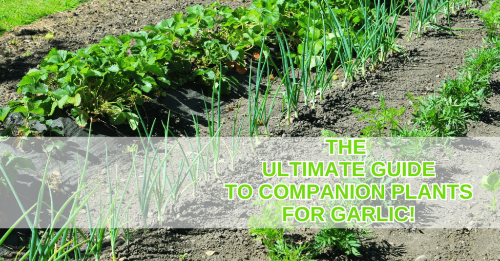 Ultimate Companion Planting Chart In 2025 Close To Nature