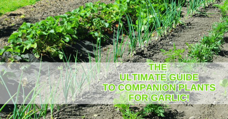 Ultimate Guide To Companion Plants For Garlic
