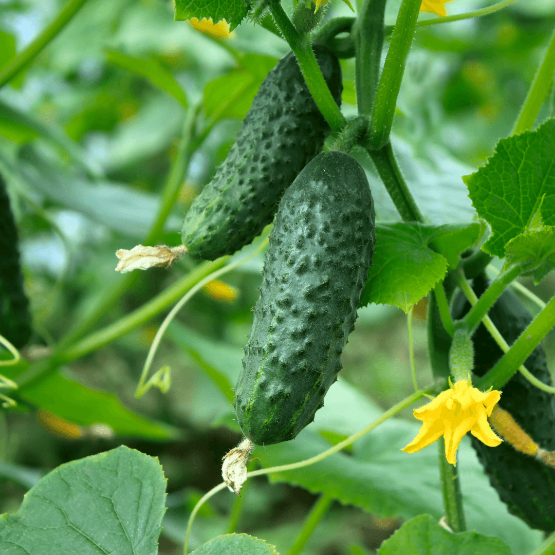 Cucumbers