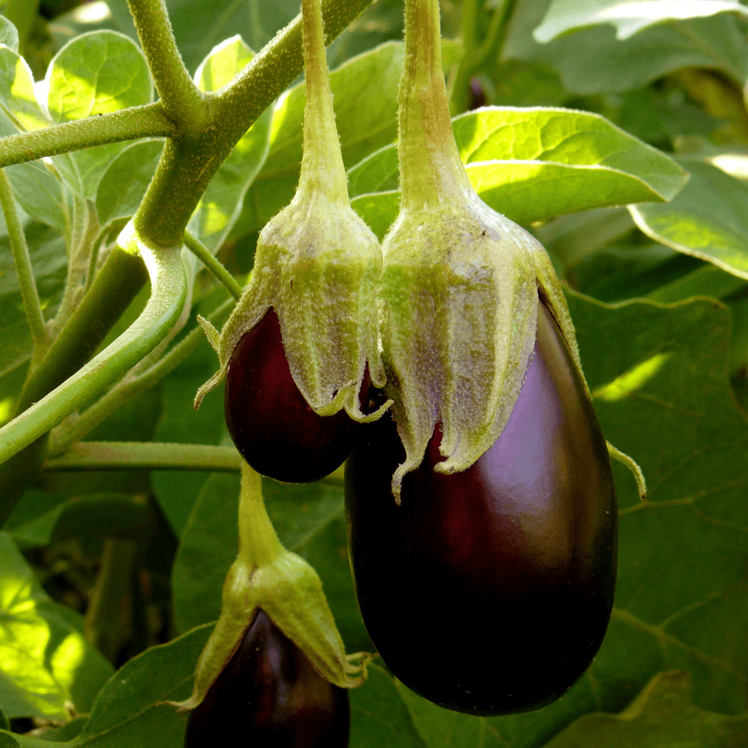 Eggplant