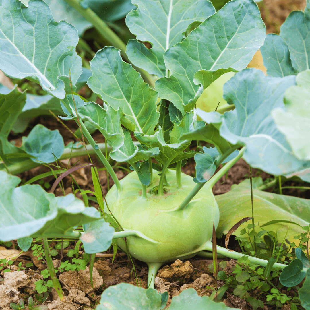 Kohlrabi