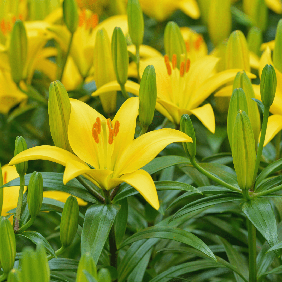 Asiatic Lily Hybrids