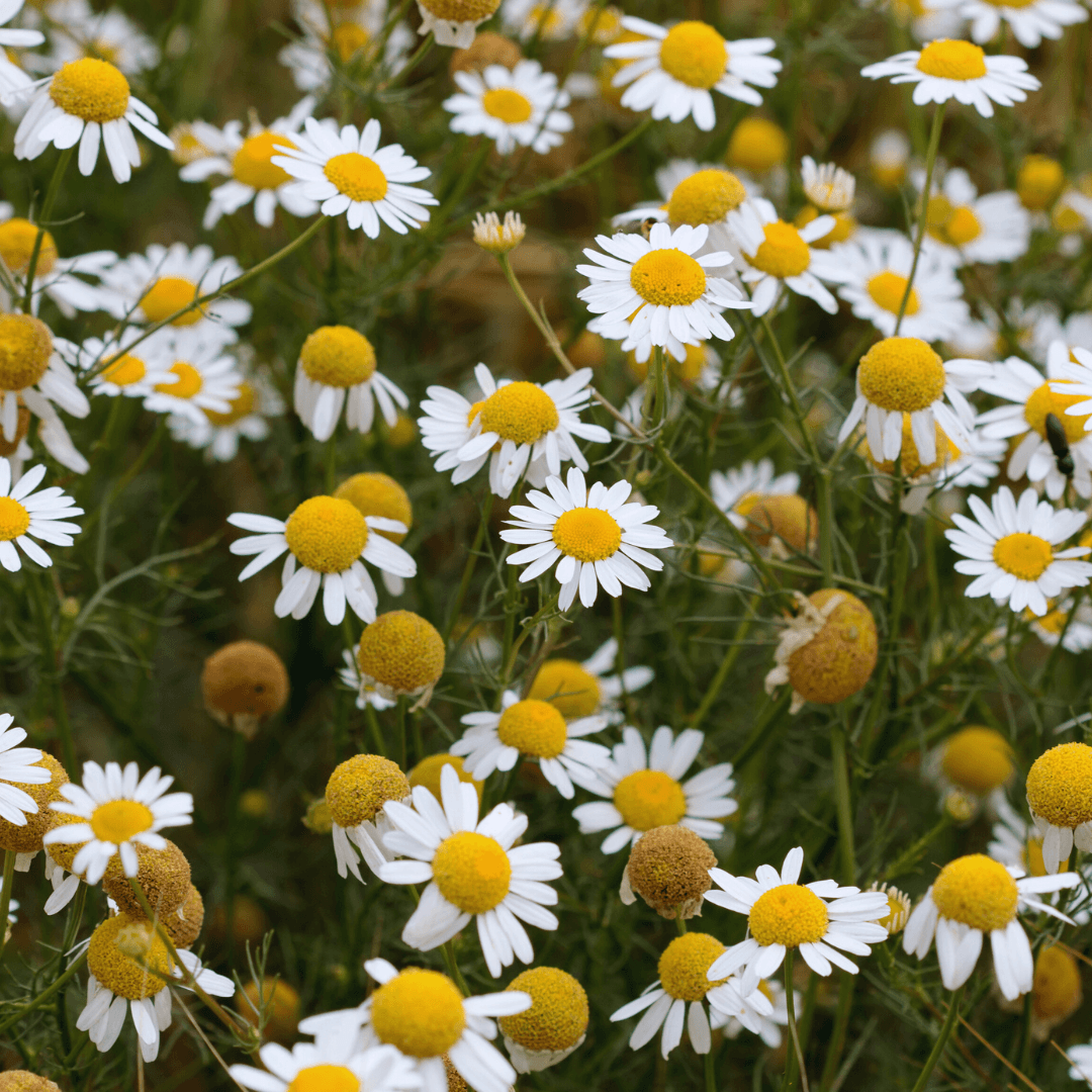 Chamomile