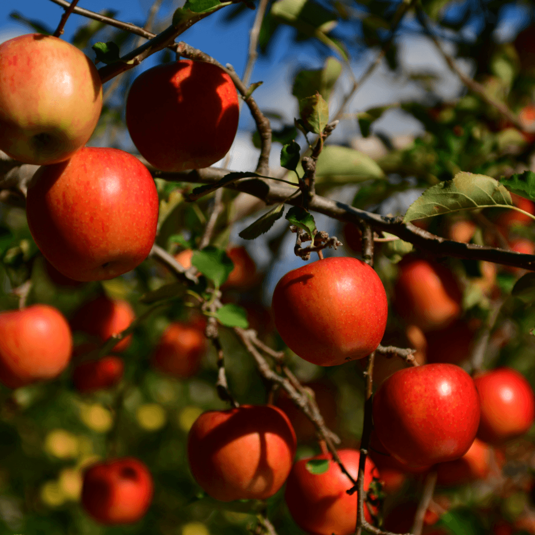 Fruit Trees