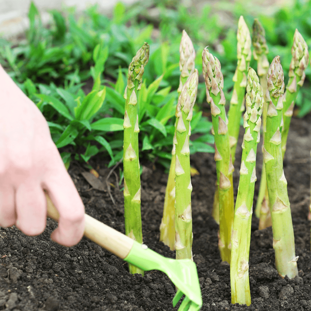 Asparagus