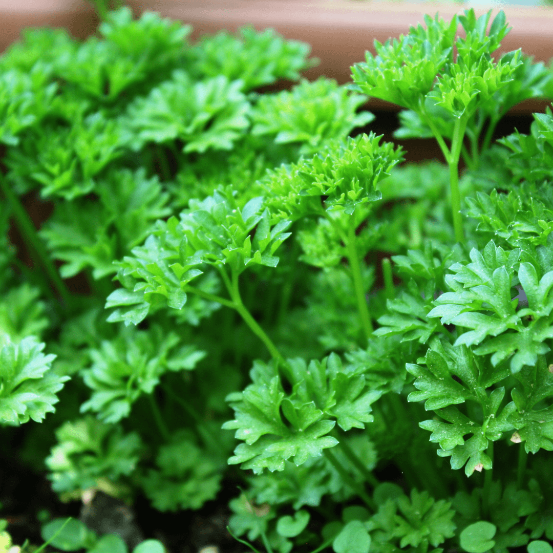 Parsley