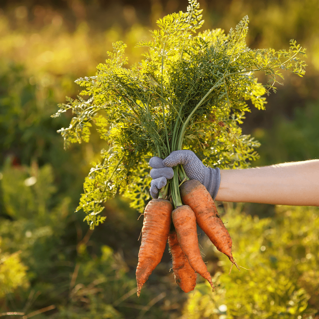 Carrots