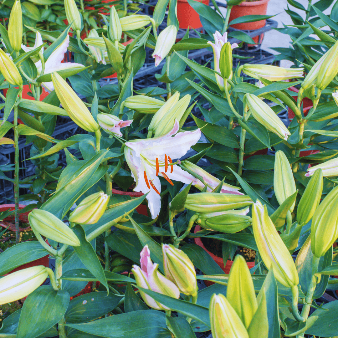 Oriental Lily Hybrids