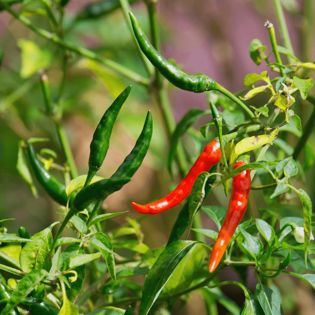 Peppers