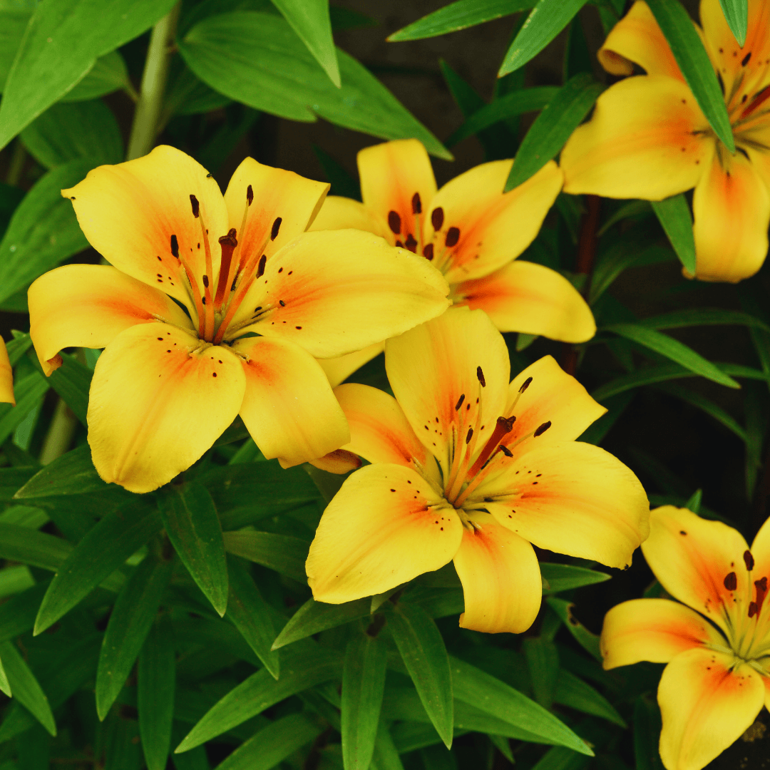 Trumpet And Aurelian Lily Hybrids