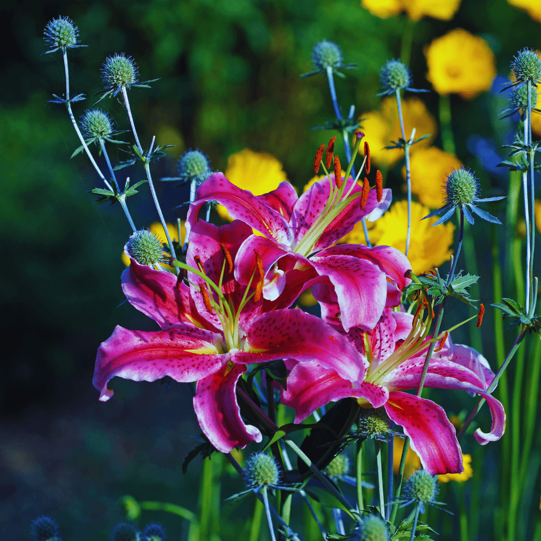 Martagon Lily Hybrids