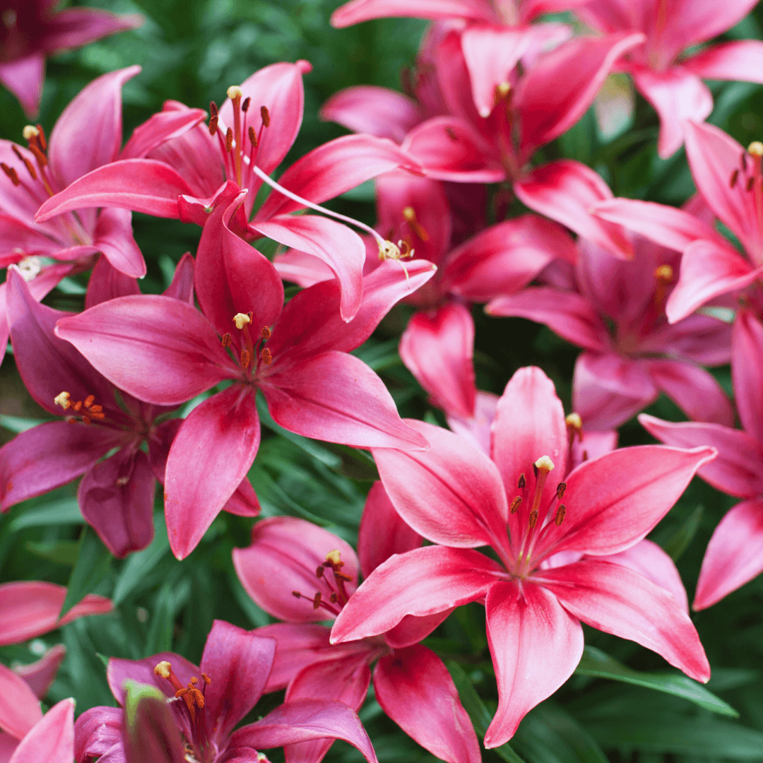 American Lily Hybrids