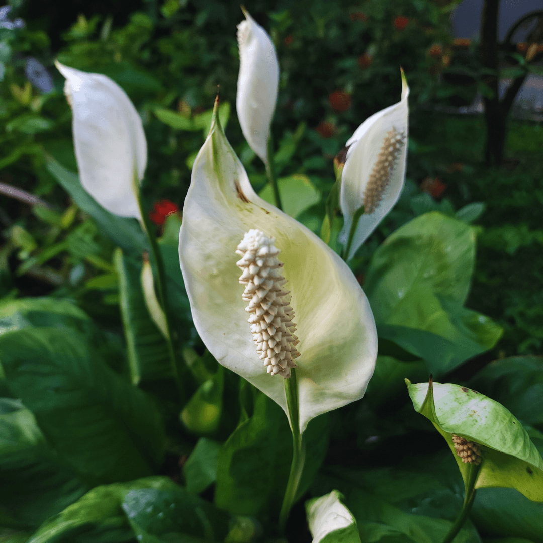 Fertilizing And Caring For Lilies